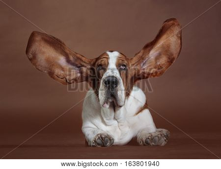 Happy brown and white basset hound dog in studio with the ears
