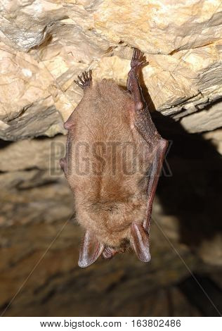 Lesser mouse-eared bat (Myotis myotis) in cave