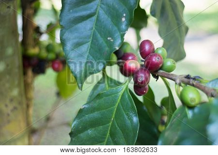 Coffee beans ripening on tree stock photo