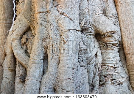 Rare texture of tree bark stock photo