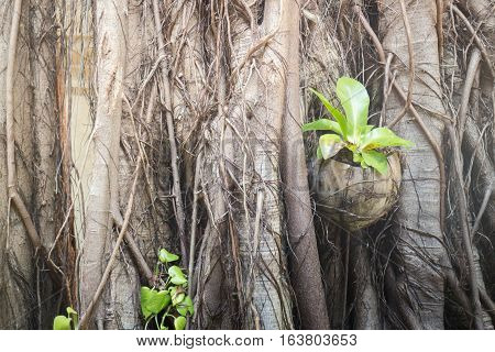 Rare texture of tree bark stock photo
