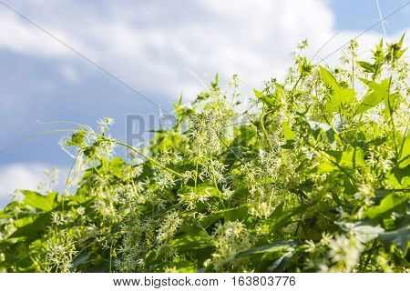 Decorative climbing plant echinocystis the blade or vane Crucialtec (lat. Echinocystis lobata). Whip flowering plants