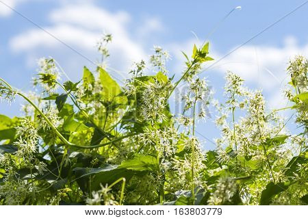 Decorative climbing plant echinocystis the blade or vane Crucialtec (lat. Echinocystis lobata). Whip flowering plants