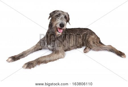 Irish wolfhound dog (two years old) isolated on white background