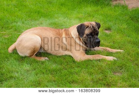 Closeup portrait of Little puppy (age five months) breed South African Boerboel (South African Mastiff)