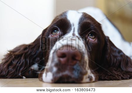 English Springer Spaniel puppy dog lying on the floor