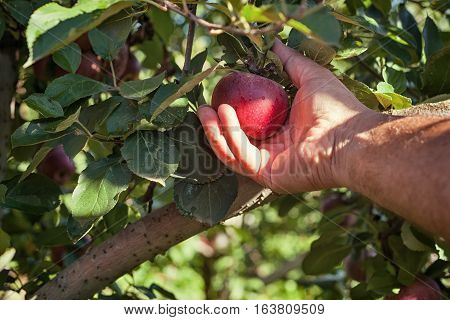 Worker picking Italian typical apples from tree