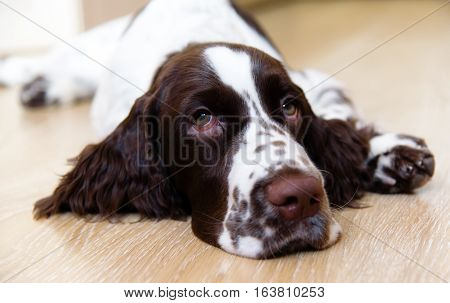 English Springer Spaniel puppy dog lying on the floor