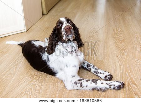English Springer Spaniel puppy dog lying on the floor
