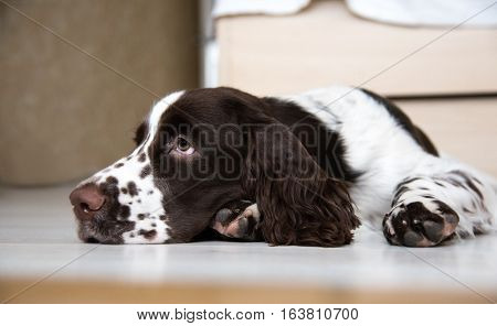 English Springer Spaniel puppy dog lying on the floor