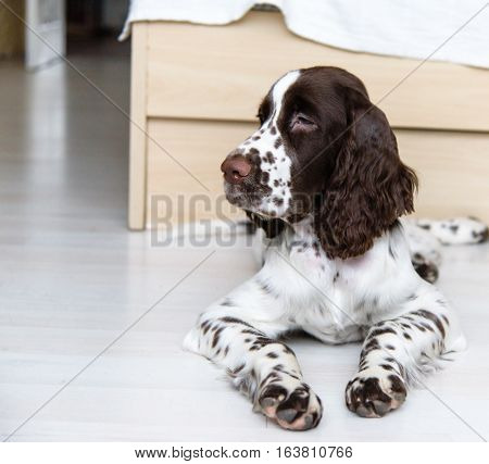 English Springer Spaniel puppy dog lying on the floor