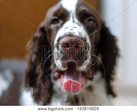 English Springer Spaniel puppy dog lying on the floor