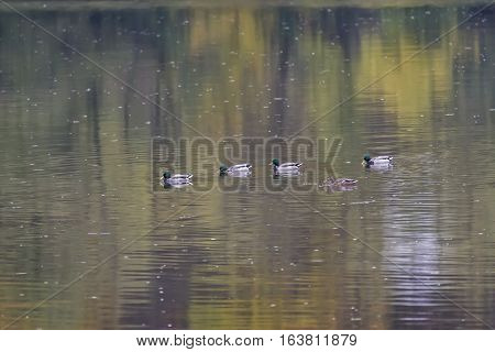 Nile geese in the Danube with shadowplay colorful water