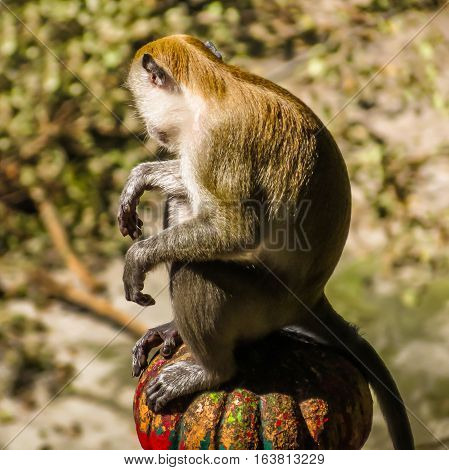 Macaque monkey or Macaca fascicularis, one of a great number of the wild macaques living in Batu Caves. Kuala Lumpur, Malaysia. Selective focus
