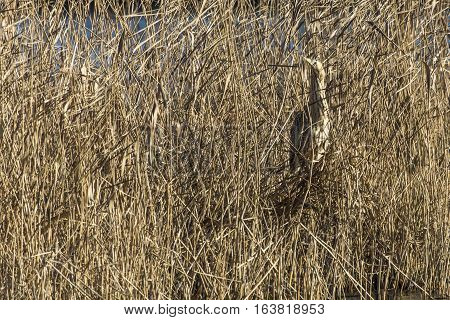 Common Bittern (botaurs Stellaris)