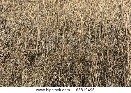 Common Bittern (botaurs Stellaris)