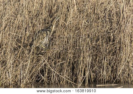 Common Bittern (botaurs Stellaris)