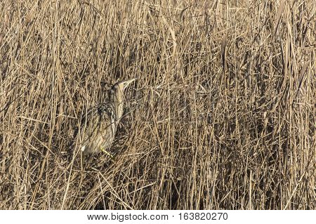 Common Bittern (botaurs Stellaris)