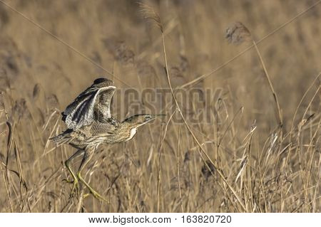 Common Bittern (botaurs Stellaris)