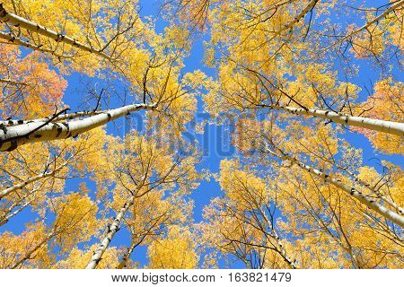Aspen Tree Fall Foliage Color In Colorado