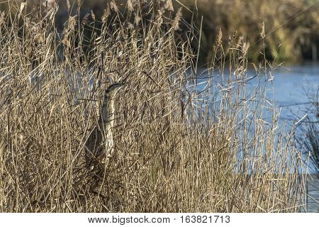 Common Bittern (botaurs Stellaris)