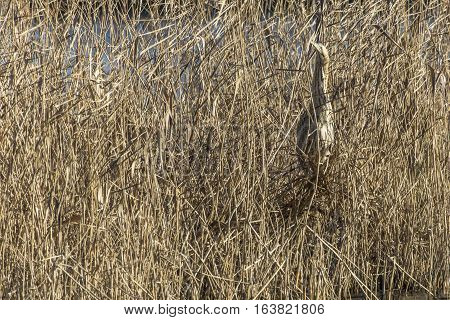 Common Bittern (botaurs Stellaris)