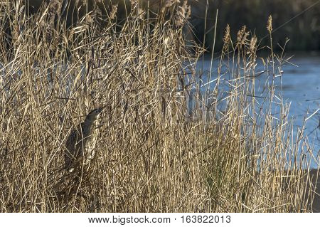 Common Bittern (botaurs Stellaris)