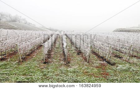 Photo of frost covered vineyard in winter