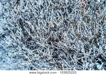 Close-up of hoar frost on linden tree branches. Branch of a tree in hoarfrost because of unexpected early frost