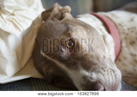 Sleepy bird dog resting indoors on couch