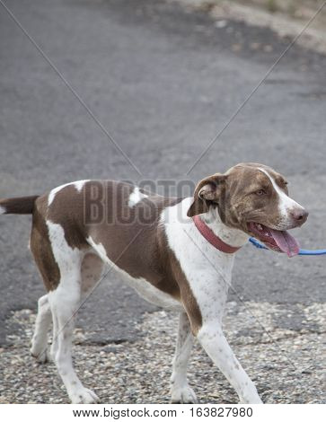 Happy dog being led by a leash