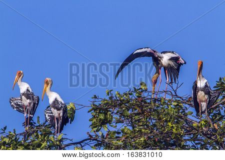 Painted stork in Arugam bay lagoon, Sri Lanka ;specie Mycteria leucocephala family of Ciconiidae