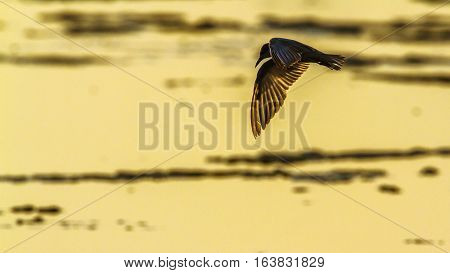 Whiskered Tern in Arugam bay lagoon, Sri Lanka; specie Chlidonias hybrida family of Laridae