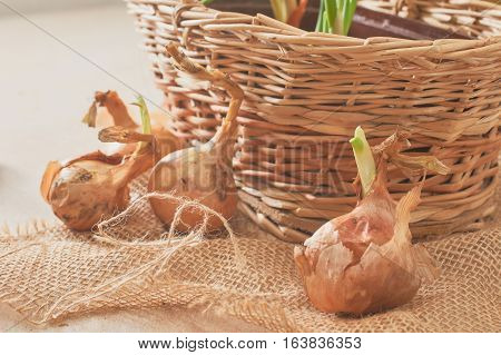 The Onion With The Green Chive
