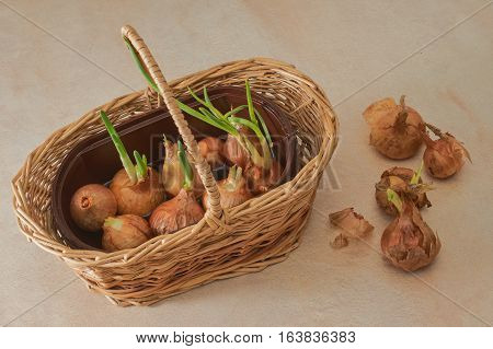The Onion With The Green Chive
