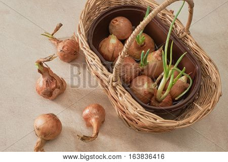 The Onion With The Green Chive