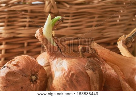 The Onion With The Green Chive