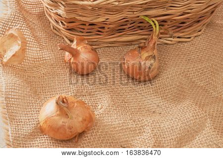 The Onion With The Green Chive