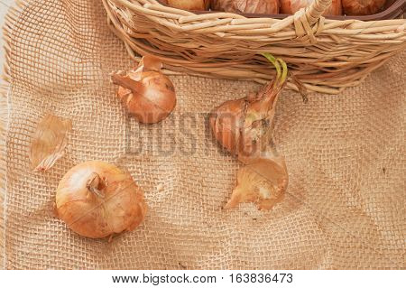 The Onion With The Green Chive