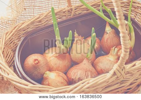 The Onion With The Green Chive