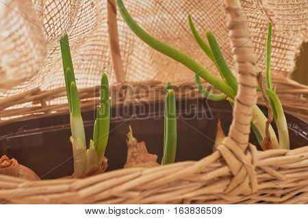 The Onion With The Green Chive