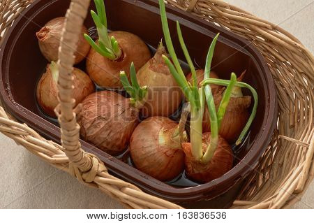 The Onion With The Green Chive