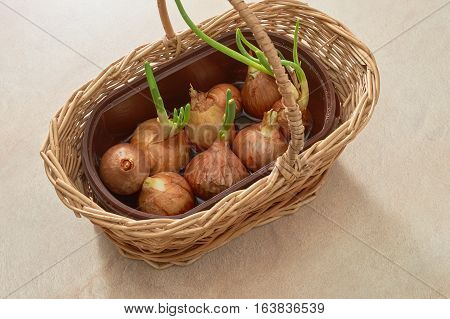 The Onion With The Green Chive