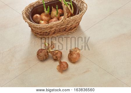 The Onion With The Green Chive
