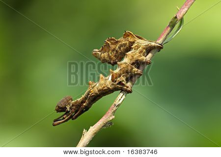Stauropus fagi