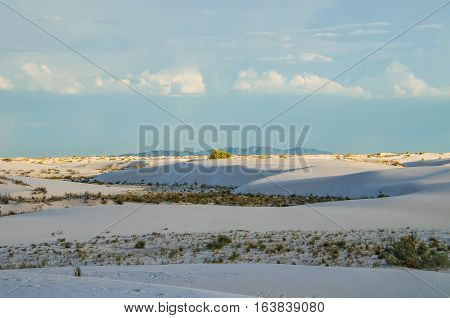 White sand dunes in New Mexico during sunset with plant shrubs