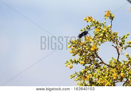 Desert beetle fly with large stinger on Larrea tridentata chaparral tree
