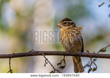 Black-headed Grosbeak (Pheucticus melanocephalus) on a branch with mild breeze.