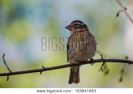 Black-headed Grosbeak (Pheucticus melanocephalus) perched on a branch in spring.