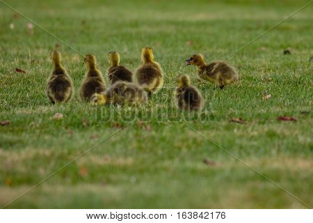 Baby Canada goose (Branta canadensis) talking to her siblings.